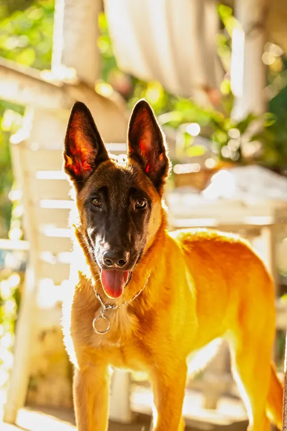 Belgian Malinois standing alert in warm evening light