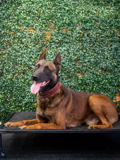 Berry, a PH1-trained Belgian Malinois protection dog lying down with tongue out