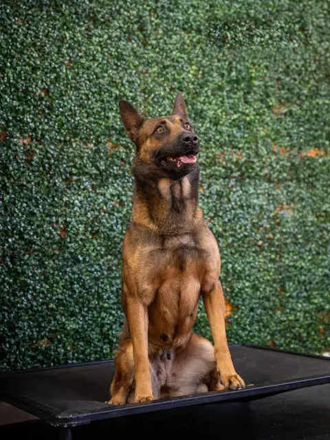 Dester, a PH1-trained Belgian Malinois guard dog sitting on a raised platform