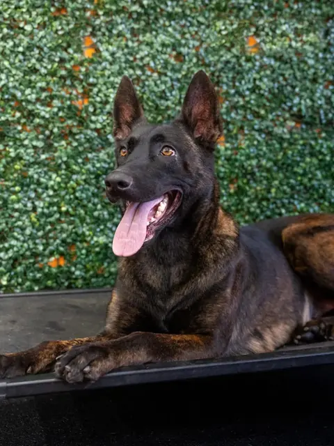 Stella, a Dutch Shepherd family protection dog resting with a calm expression