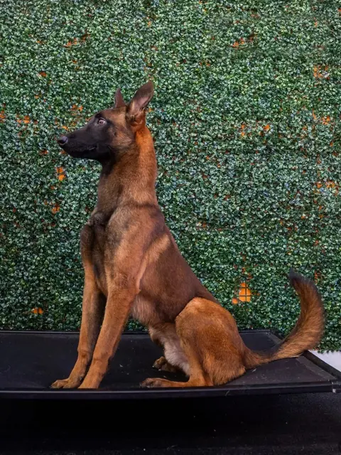 Tank, a Belgian Malinois protection dog sitting and looking to the side