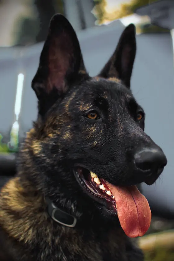 Dutch Shepherd protection dog with ears up and tongue out