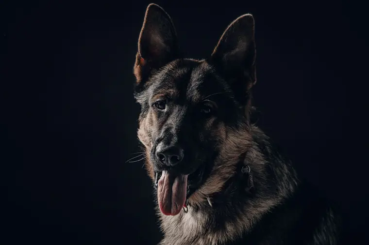 German Shepherd guard dog portrait against a black background