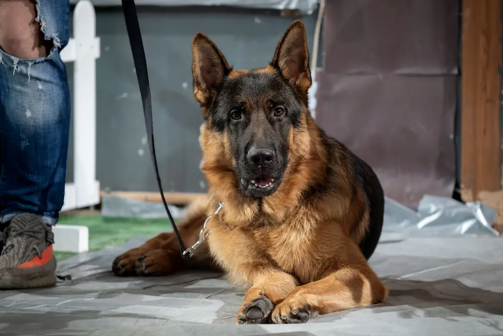 German Shepherd guard dog lying calmly beside its handler on a leash
