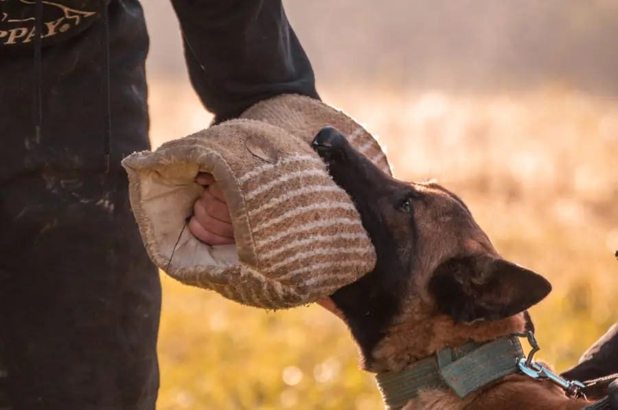 Belgian Malinois gripping a protection sleeve held by a trainer during controlled guard dog training